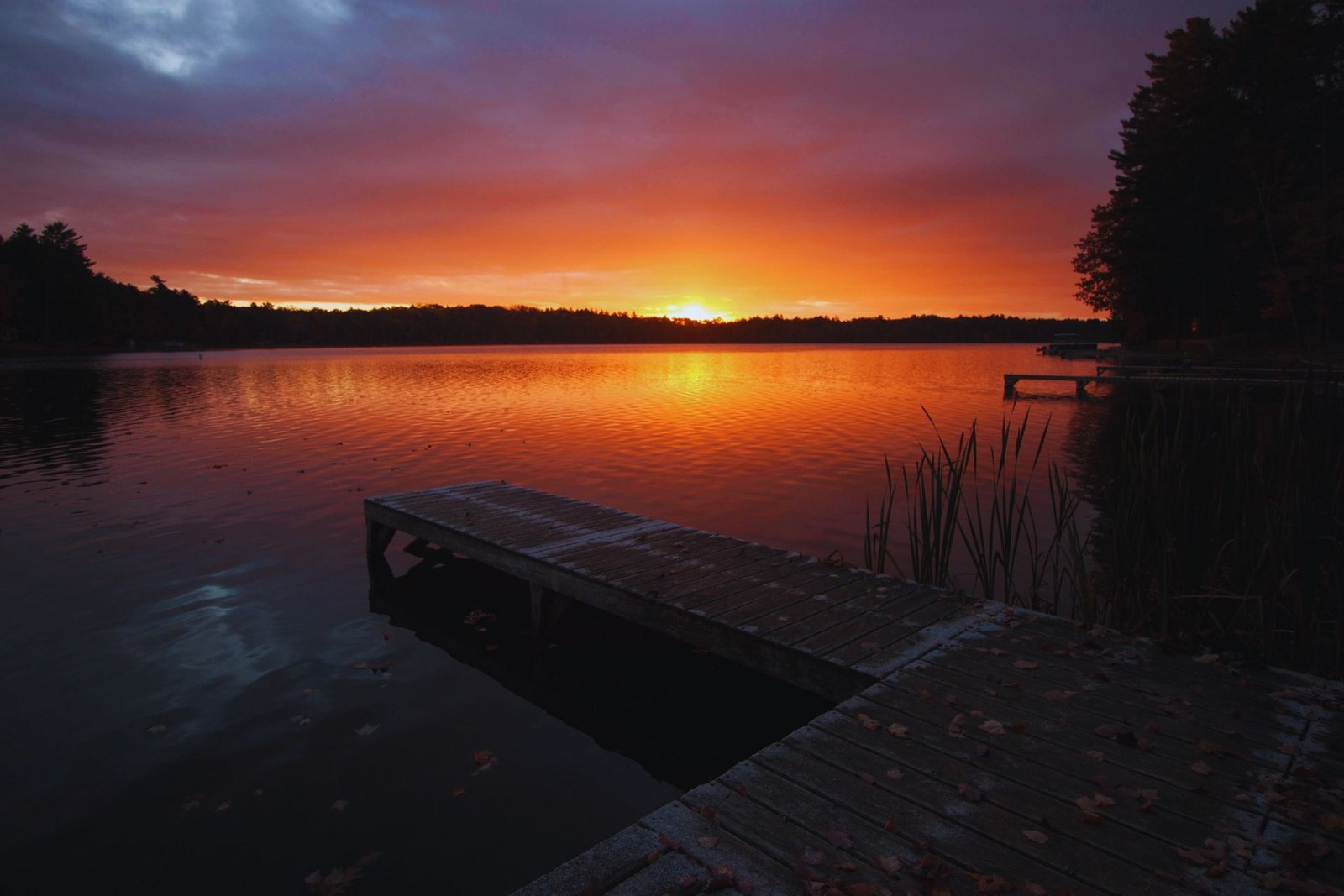 Mosquito control service in Lake Tomahawk Wisconsin near lakefront dock and pine trees